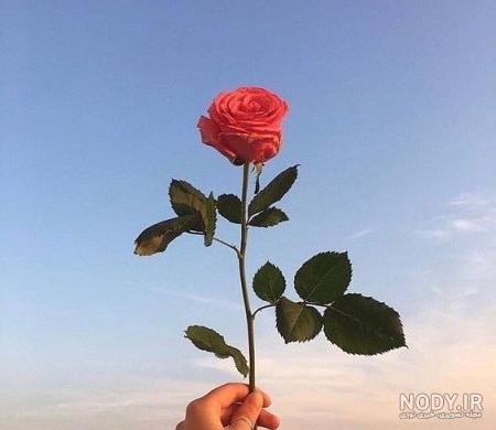 عکس یک شاخه گل رز سفید عکس یک شاخه گل رز سفید