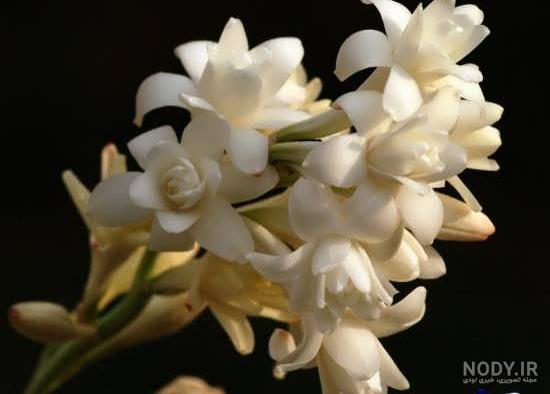 عکسهای دسته گل مریم عکسهای دسته گل مریم