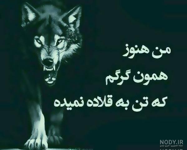 عکسهای گرگ صفت