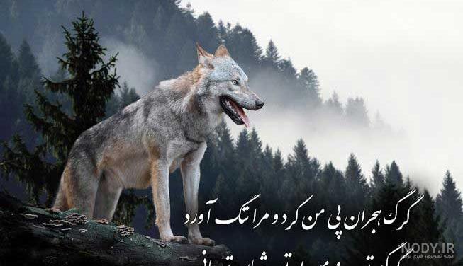 فیلم سینمایی گرگ سیاه فیلم سینمایی گرگ سیاه
