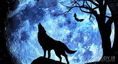 فیلم سینمایی گرگ سیاه فیلم سینمایی گرگ سیاه