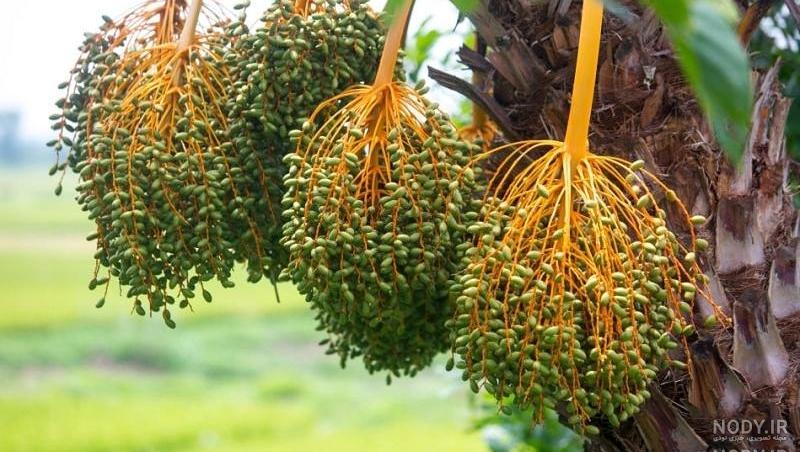 مراحل تولید لپه در آذرشهر مراحل تولید لپه در آذرشهر