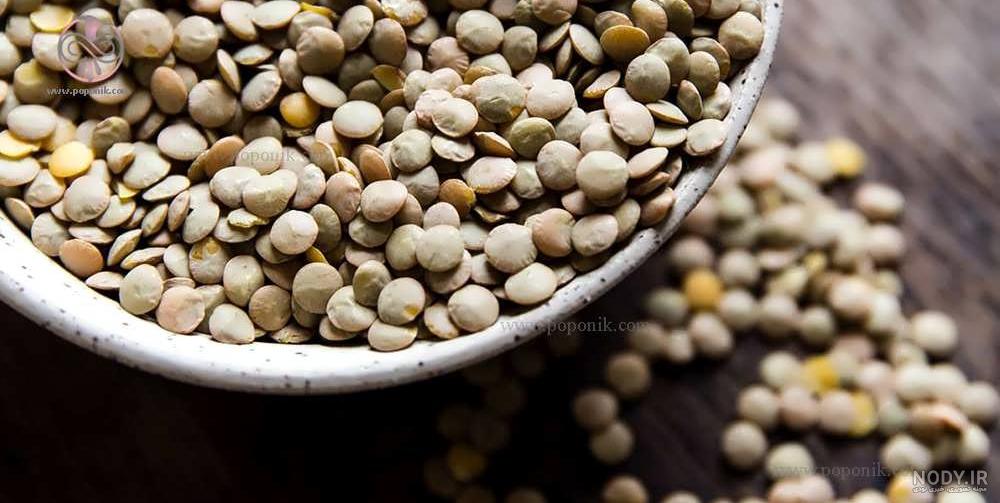 مراحل تولید لپه در آذرشهر مراحل تولید لپه در آذرشهر