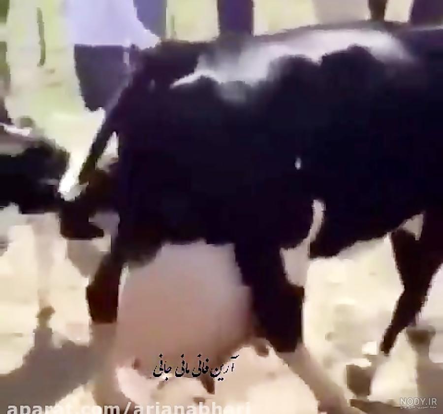 میزان شیردهی گاو اسرائیلی در روز