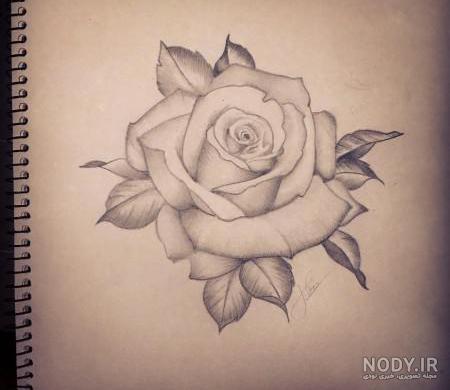 نقاشی غنچه گل رز