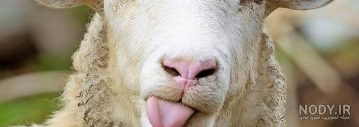نقاشی گاو آسان نقاشی گاو آسان
