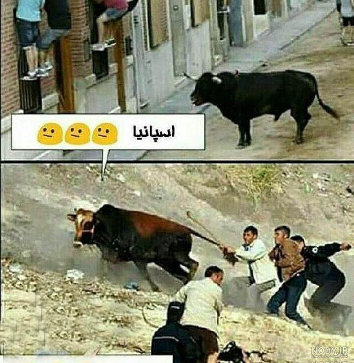 نقاشی گاو بامزه