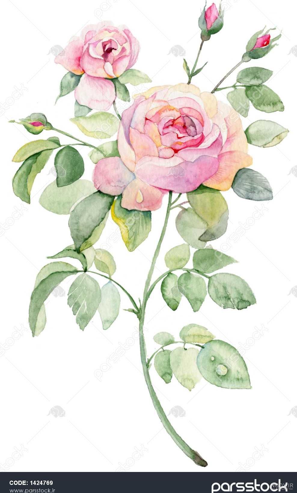 نقاشی گل رز ساده