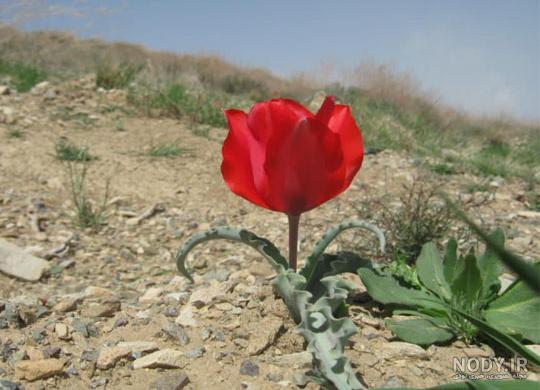 نقاشی گل لاله آسان نقاشی گل لاله آسان