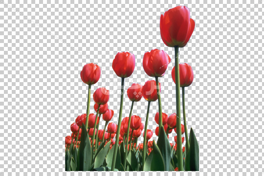 نقاشی گل لاله زیبا نقاشی گل لاله زیبا