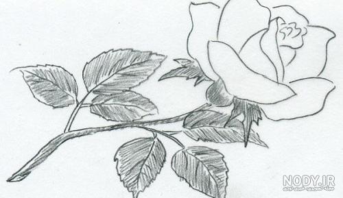 نقاشی گل های مختلف