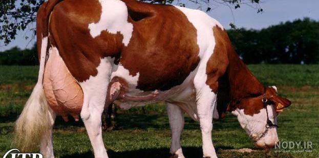 نژاد گاو سیستانی بهترین نژاد گوشتی در دنیا