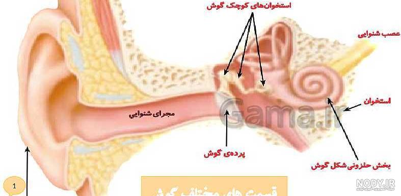 پی دی اف علوم پنجم ۹۹ پی دی اف علوم پنجم ۹۹