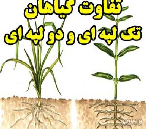 پیاز ساقه است یا ریشه پیاز ساقه است یا ریشه