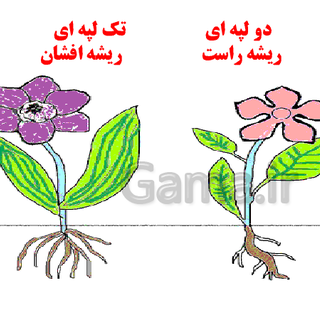 کاشت لپه در خانه کاشت لپه در خانه