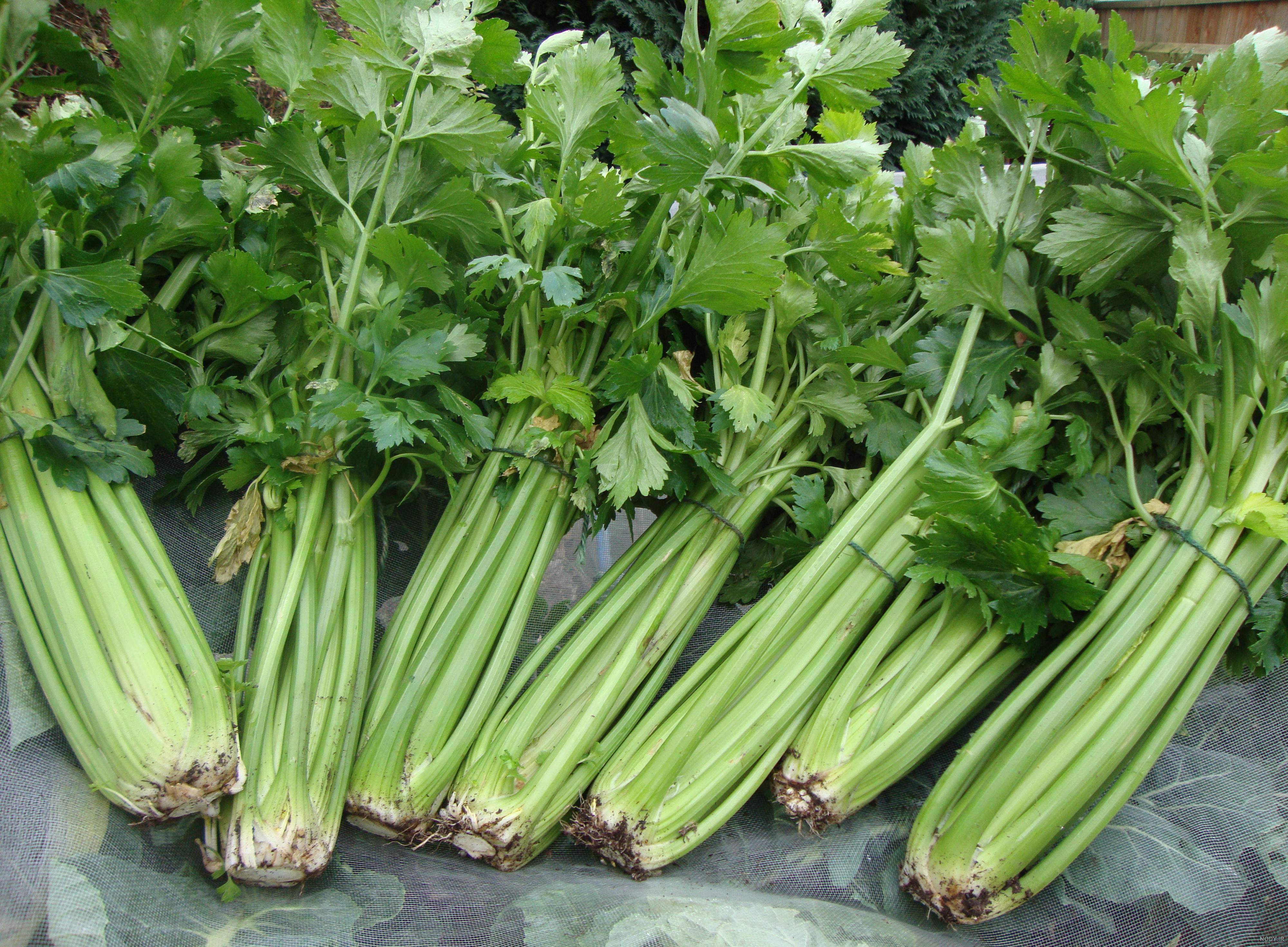 کاشت کرفس کوهی کاشت کرفس کوهی