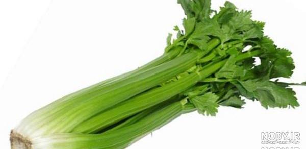 کرفس اصفهان کرفس اصفهان