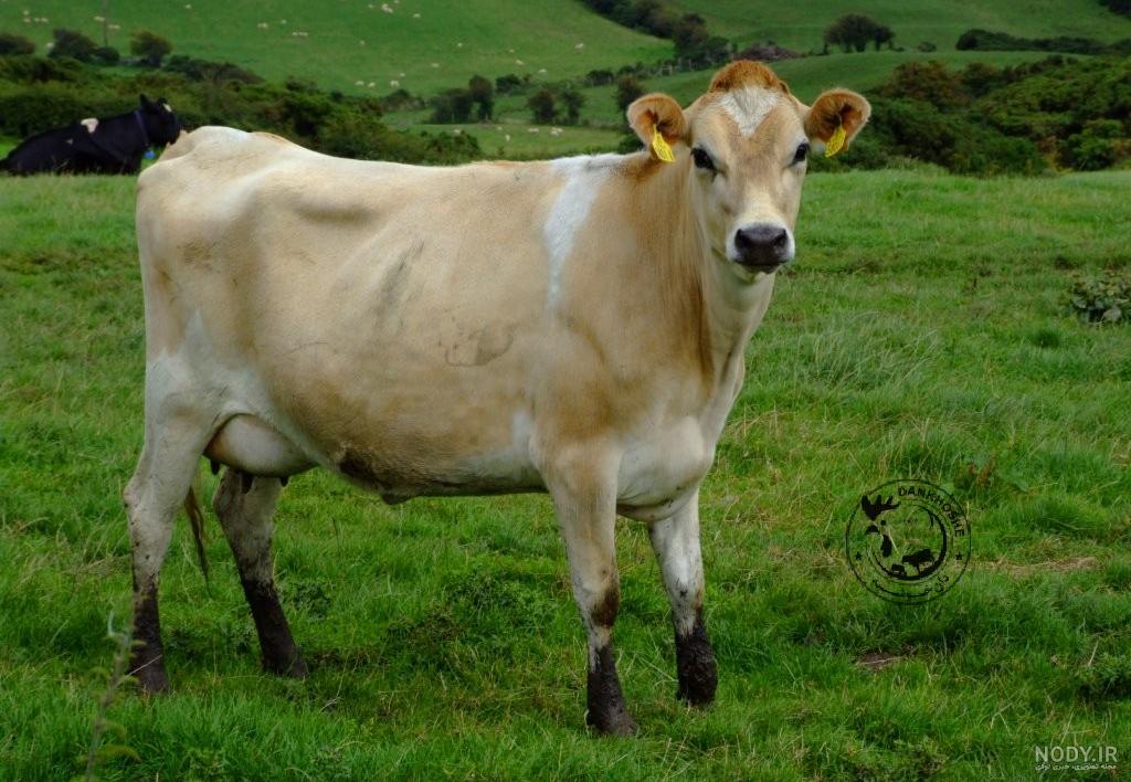 گاو شیری گونه نماینده گاو شیری گونه نماینده