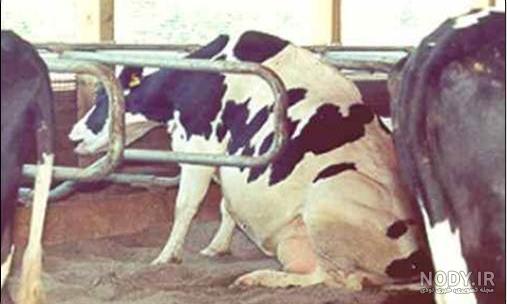 گاو شیری گونه نماینده