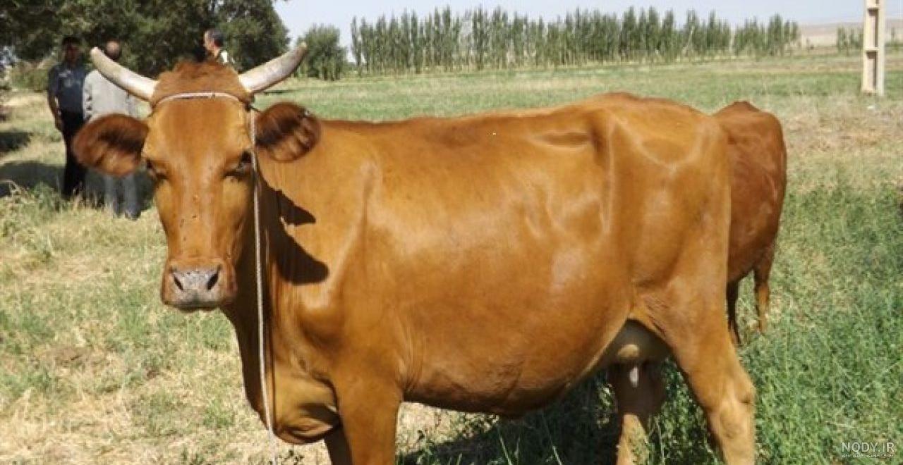 گاو شیری گونه نماینده گاو شیری گونه نماینده
