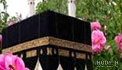 گلاب کعبه 40