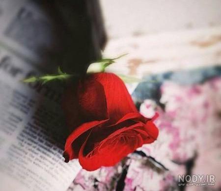 خاص عکس دختر با گل برای پروفایل