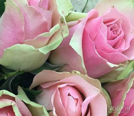 عکس گل رز گلبه ای