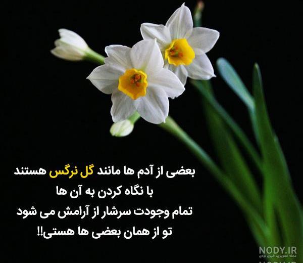 عکس گل صبح بخیر جدید