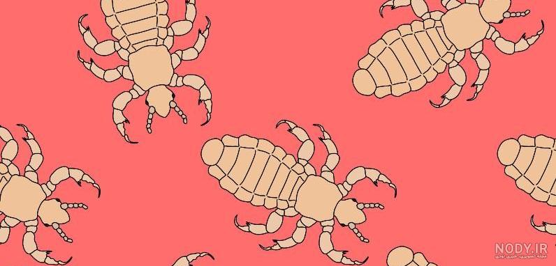 آیا شپش خطرناک است آیا شپش خطرناک است