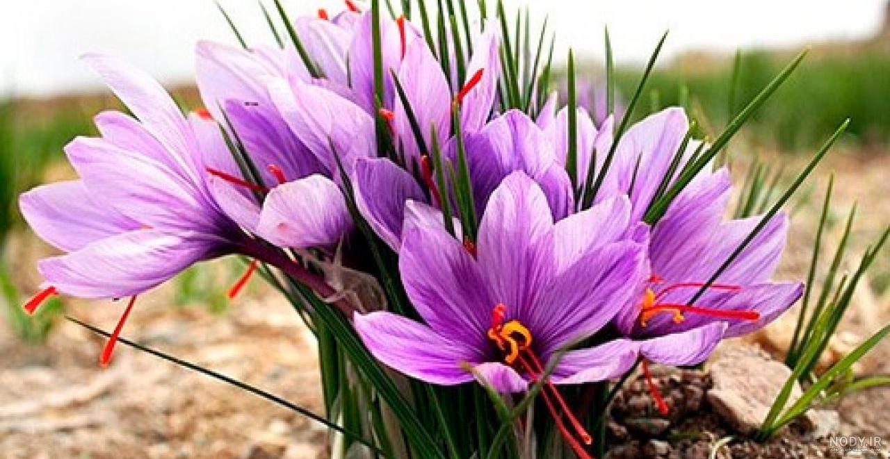 استان گیلان شرایط آب و هوایی و خاک مناسب برای کشت کدام محصول را دارد