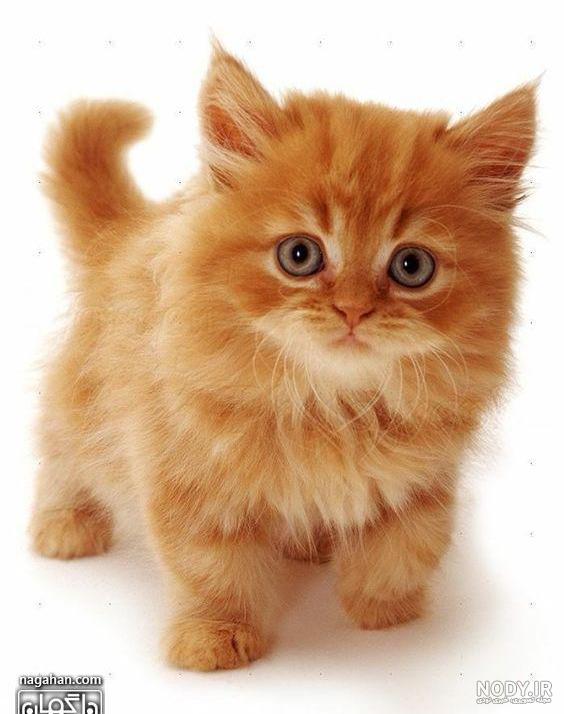باهوش ترین نژاد گربه