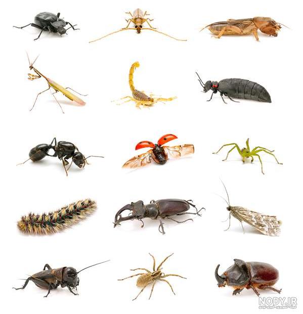 بدن حشرات چه ویژگی هایی دارد سه مورد