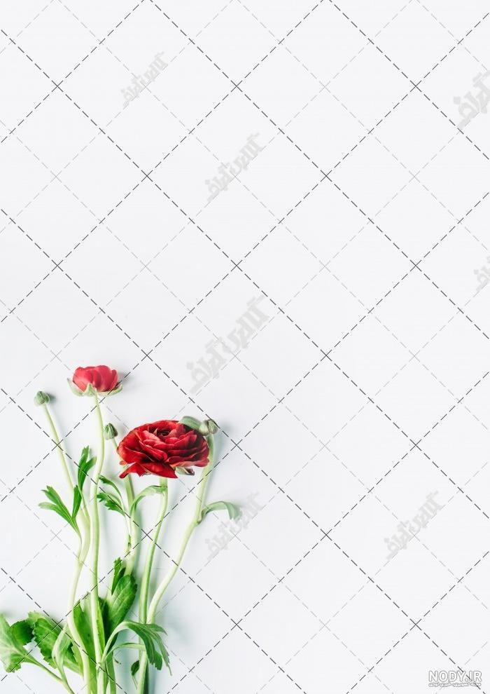 بک گراند گل طبیعی