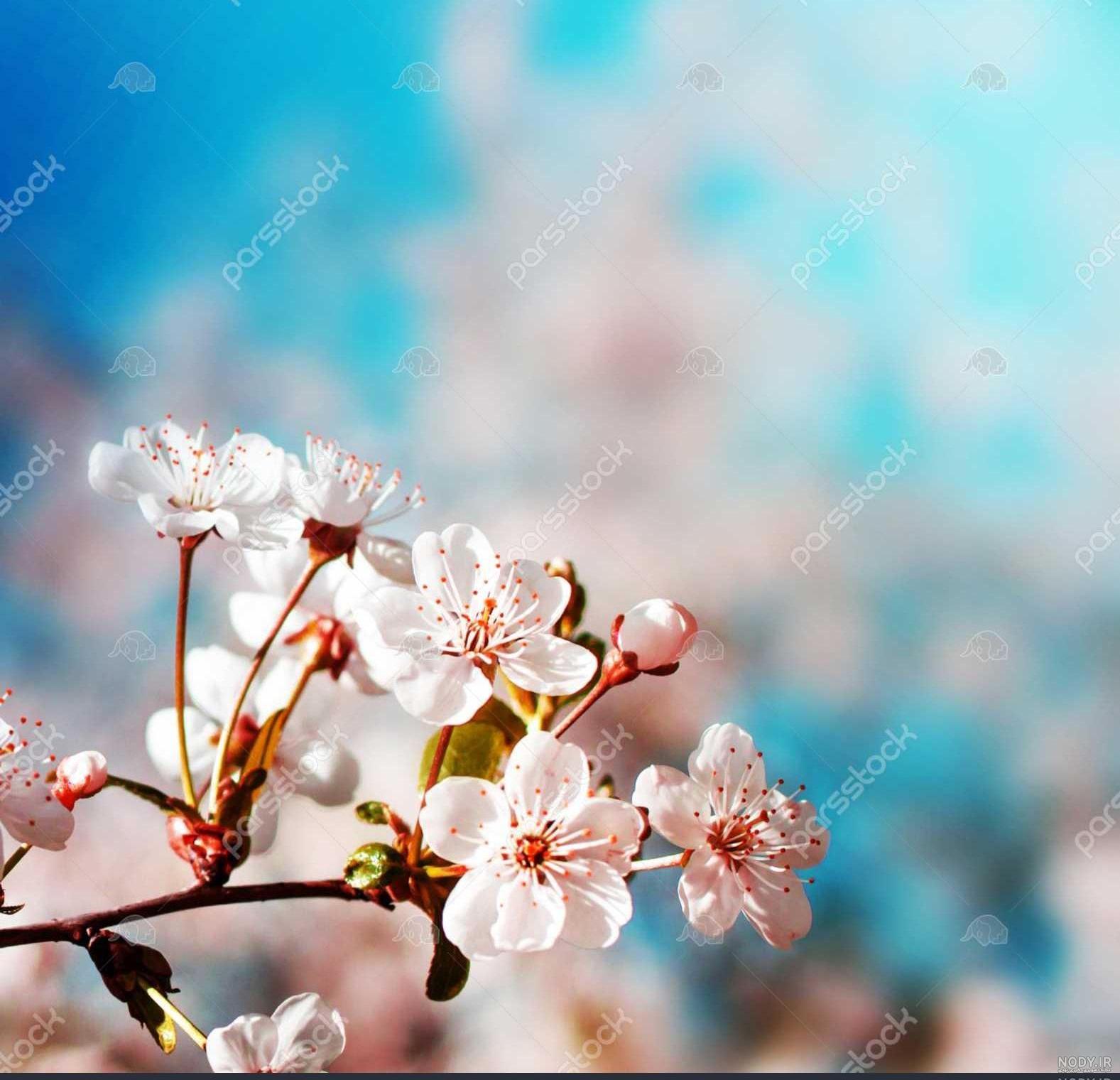 تصویر زمینه بهاری دخترانه تصویر زمینه بهاری دخترانه