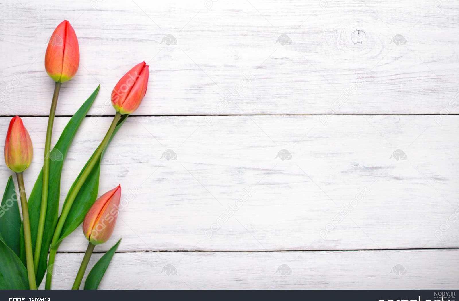 تصویر زمینه گل رز قرمز