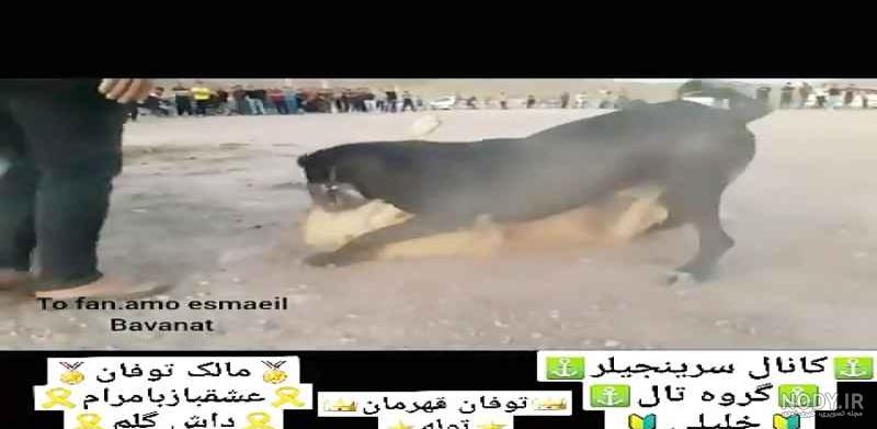 جنگ سگ سرابی با گرگ جنگ سگ سرابی با گرگ