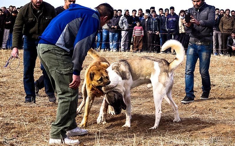 جنگ سگ قدرجونی با سرابی جنگ سگ قدرجونی با سرابی