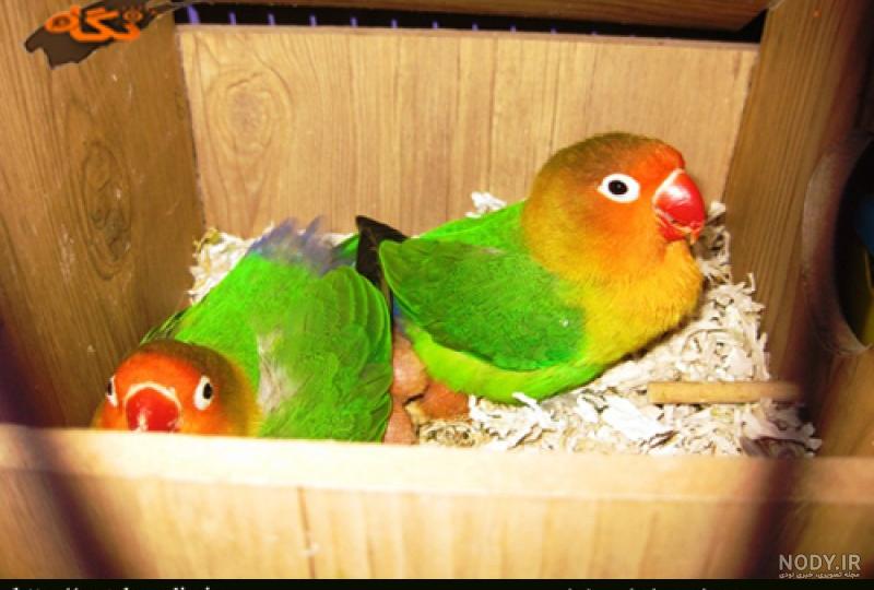 خرید لانه پرنده خرید لانه پرنده