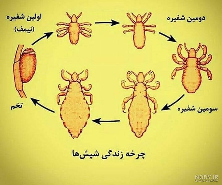 داروی شپش بدن داروی شپش بدن
