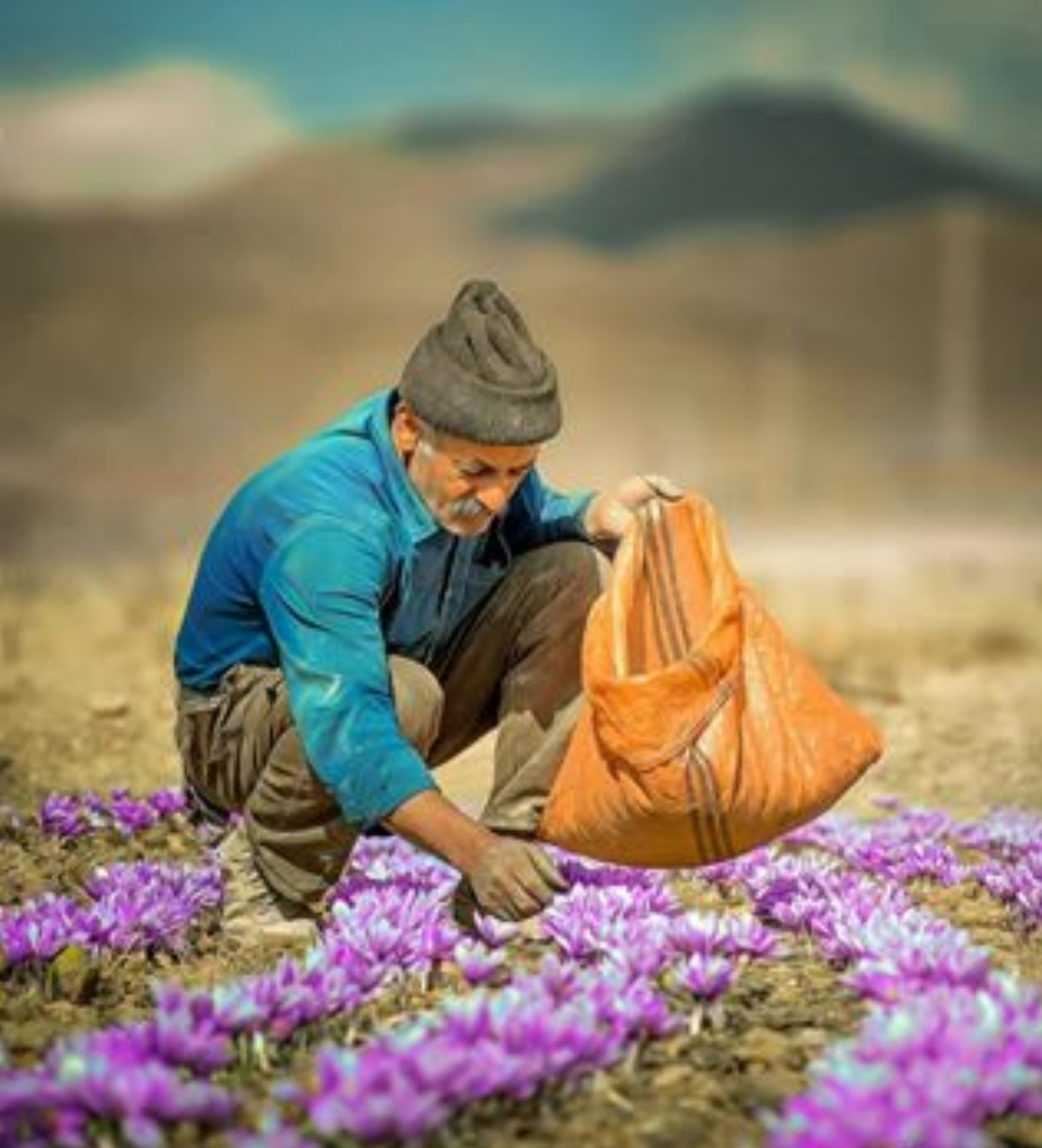 درآمد کشت زعفران گلخانه ای