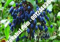 درخت خرما در دفینه یابی