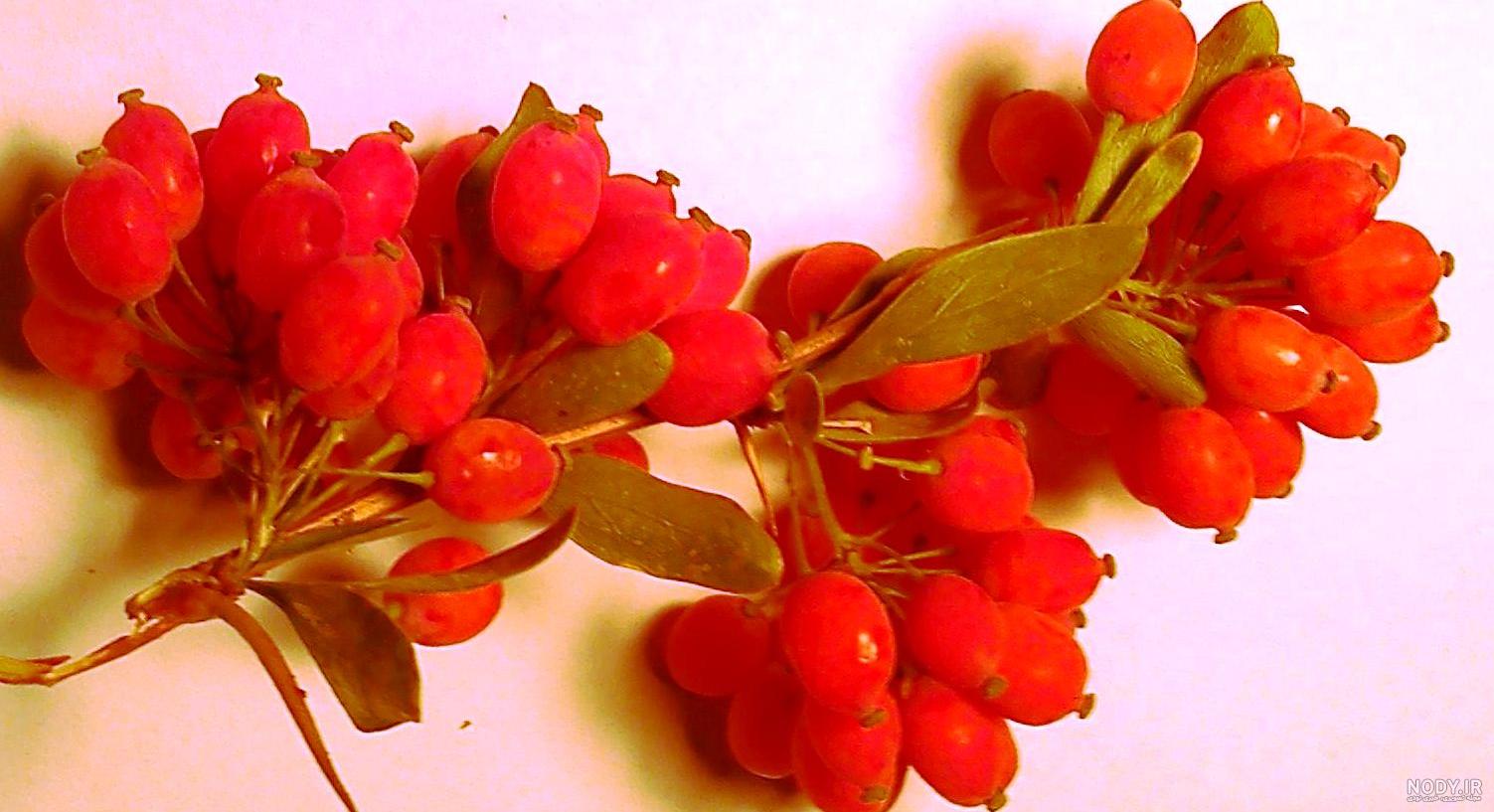 درخت زرشک پفکی
