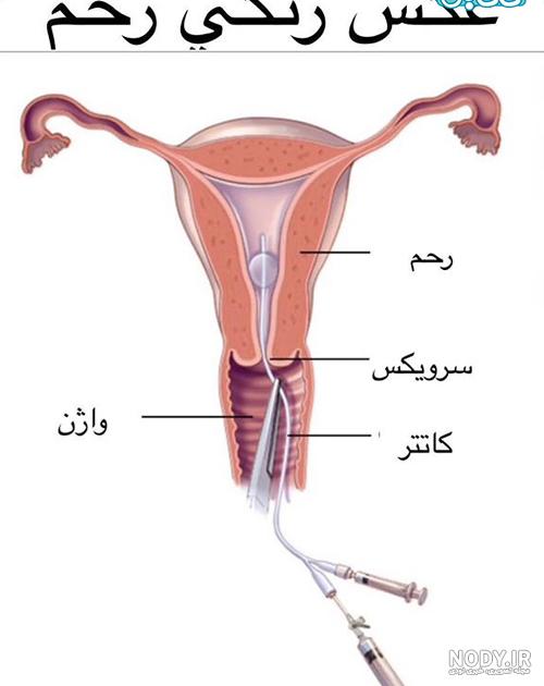 دکتر هاله سجادی مشهد نی نی سایت