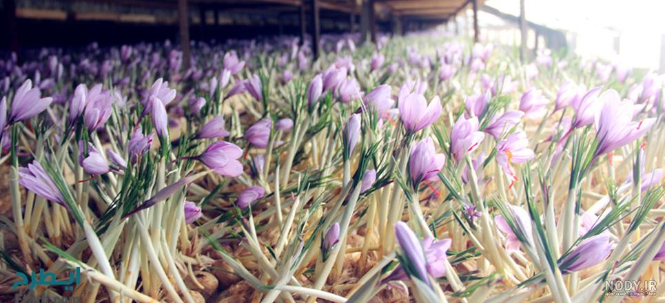 زمان کاشت زعفران در آذربایجان شرقی