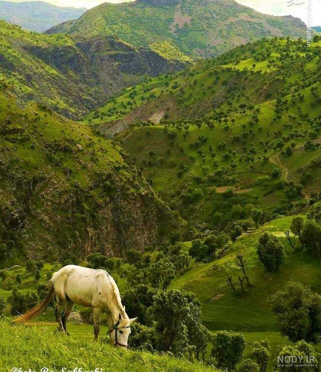 سردشت تهران سردشت تهران