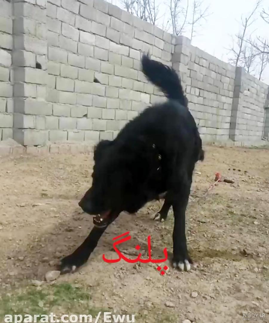 سگ ظالم قم سگ ظالم قم