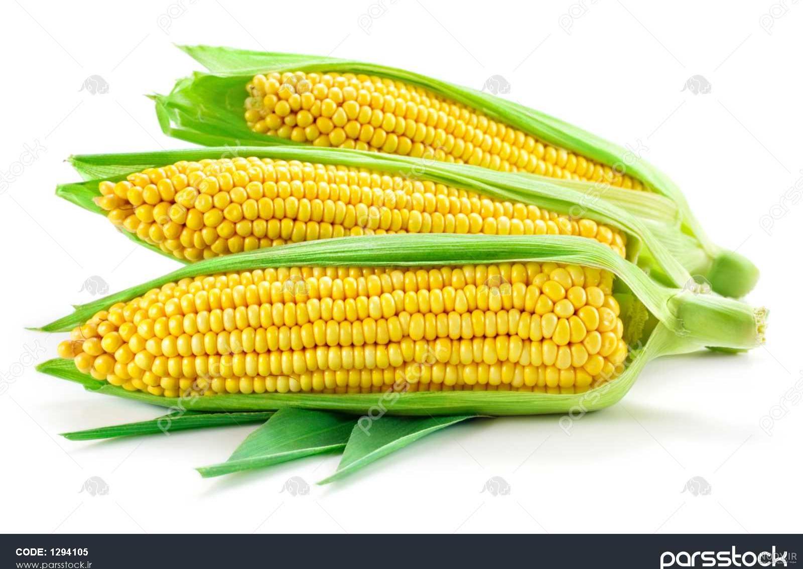 شناسنامه گیاه ذرت