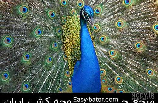 عکس بچه طاووس عکس بچه طاووس