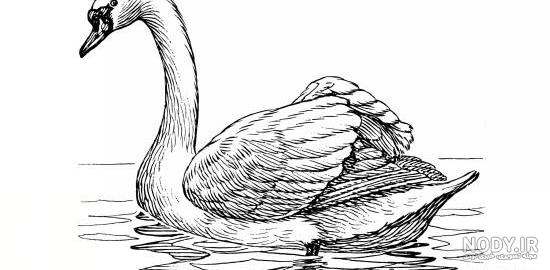 عکس بچه قو