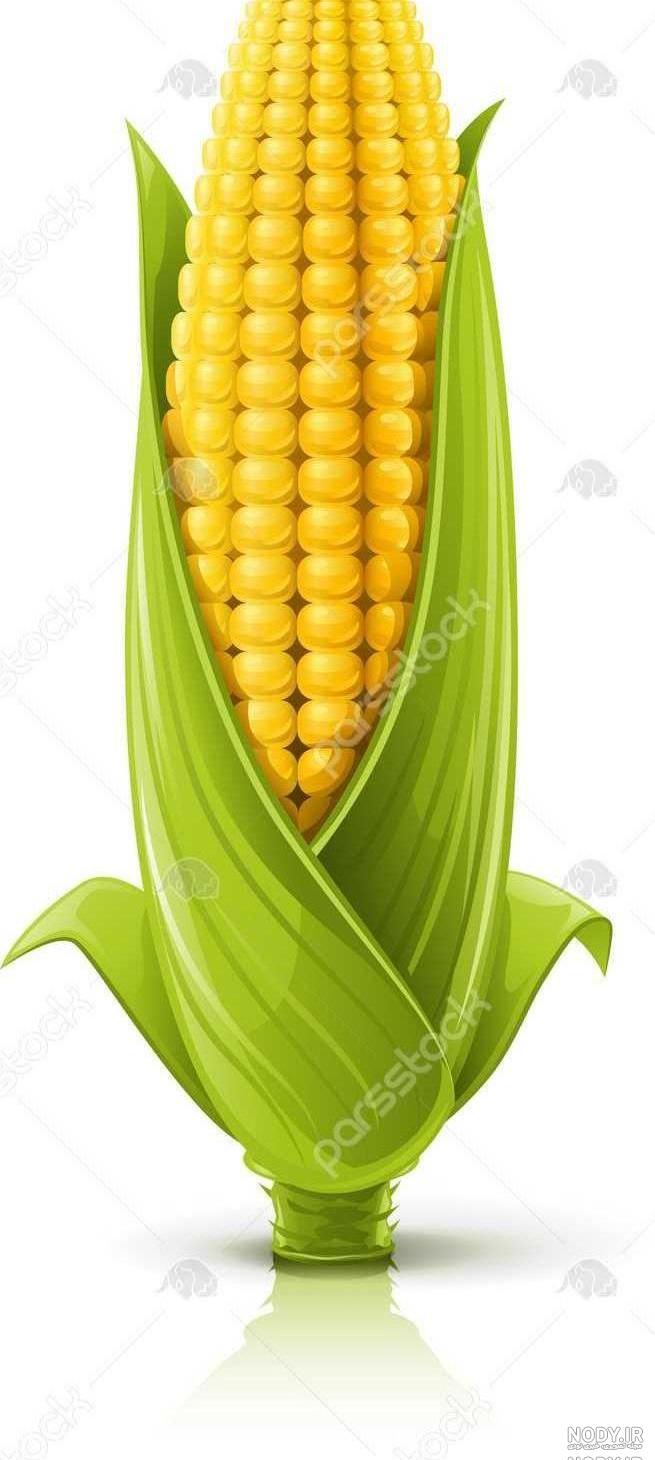 عکس ذرت